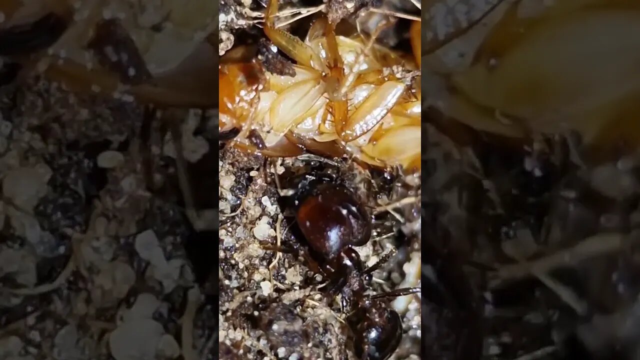 #ant #pets carabera diversa