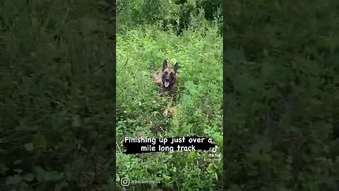 One of my favorite things to do with the dogs. Man tracking. #malinoislovers