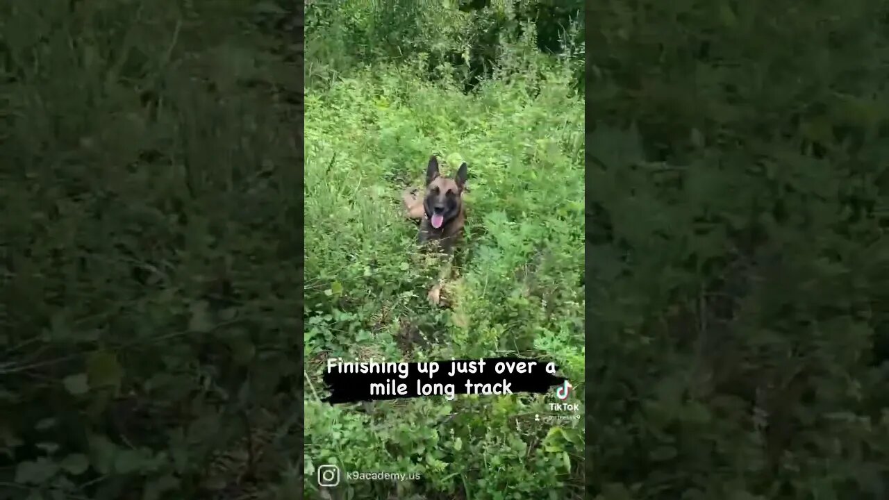 One of my favorite things to do with the dogs. Man tracking. #malinoislovers