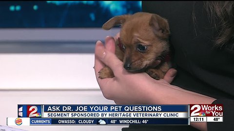 Ask Dr. Joe Your Pet Questions