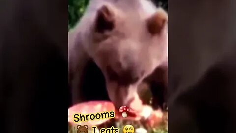 Shrooms 🤣🐻🍄 #shroomers #psychedelic #shroomy #shpongle #gethigh #mushrooms #feelgood feelgo