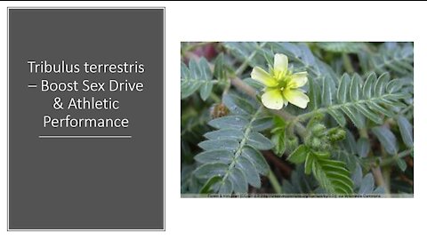 Tribulus - Health Benefits