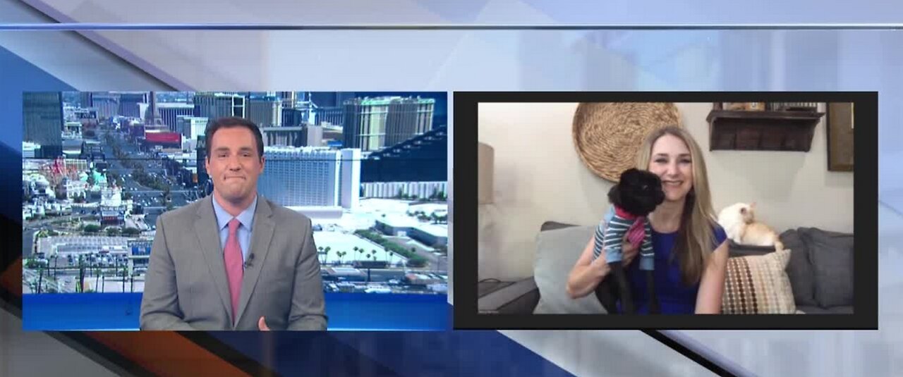 Keeping your pets safe on the 4th of July
