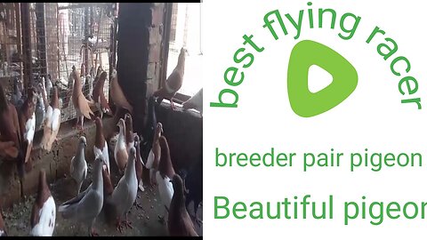 Racer flying beautiful breeder pair