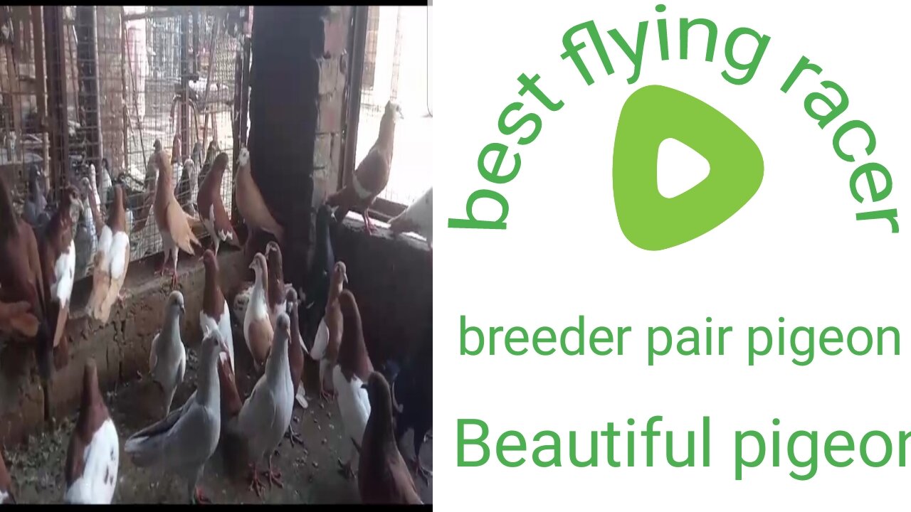 Racer flying beautiful breeder pair