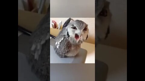 Funny owl 🦉🤣 #ytshorts #shorts #PetpupFun #Fun #Dogs #Cats #Entertaiment #trending #viral