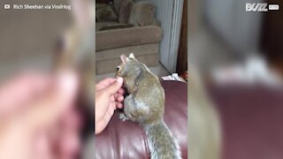 Esquilo fofo dorme na mão do dono