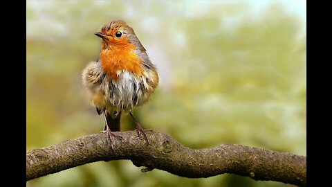 The best bird saw its beautiful color