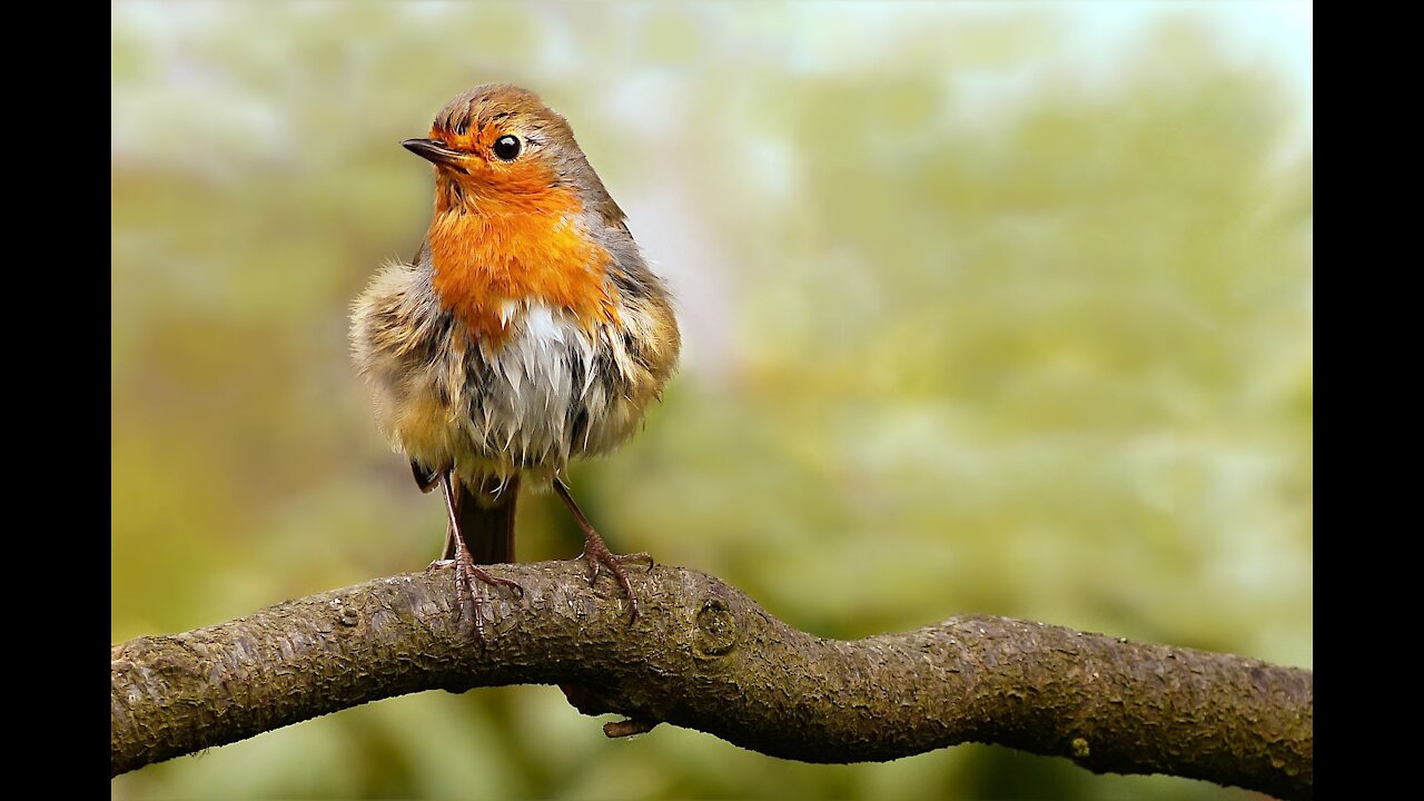 The best bird saw its beautiful color