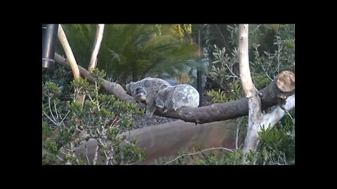 LIVE Koala Cam Chat TTS