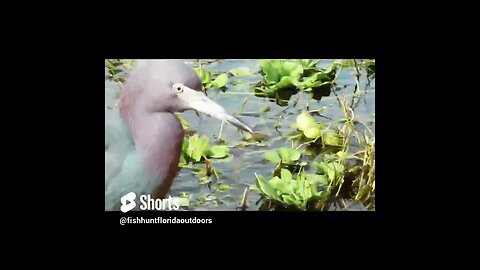 Florida Wildlife on Lake Apopka