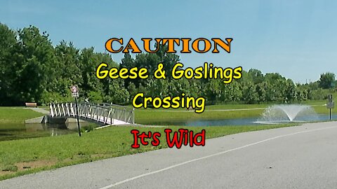 Geese & Goslings Crossing – It’s Wild