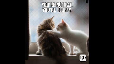Funny animals Memes
