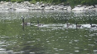 Canada Geese and goslings
