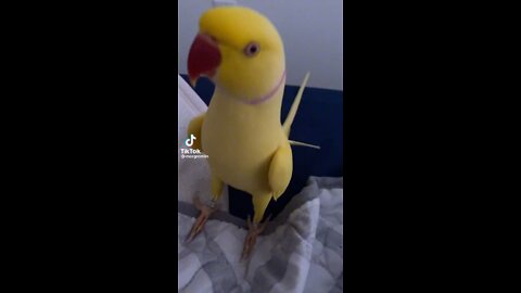 My beautiful bird