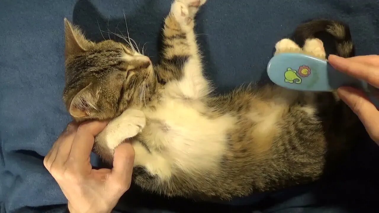 Rudolph the Little Cat Wants Mom to Brush His Belly