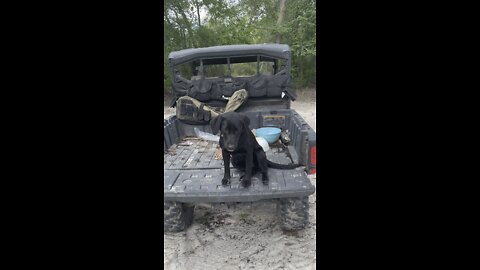 Labrador Retriever Training “Pepper”