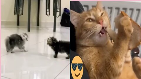 Cute Cat ❤️ 🐈 Vidio | Cute ❤️ Vidio.