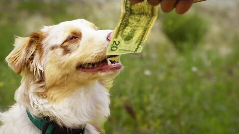 Genius Dog "Works" For $2000/ Day To Save His Owner