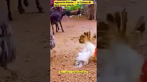 Aggressive Rooster 🐔 vs Turkeys 🦃- Most Insane Attacks #shorts #animals #rooster #turkey #pets