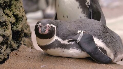 Do you know where penguins live? 16