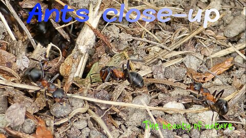 Close-up of ants / beautiful insects on an anthill.