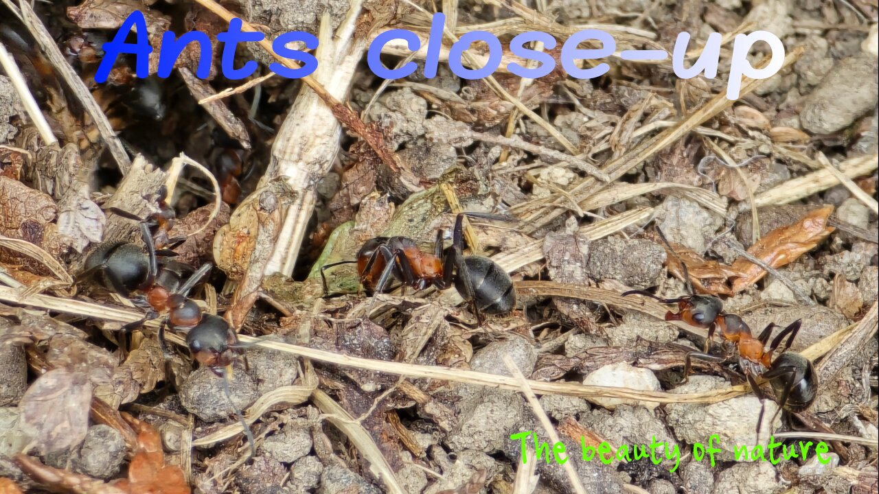 Close-up of ants / beautiful insects on an anthill.
