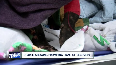 Charlie the dog doing well