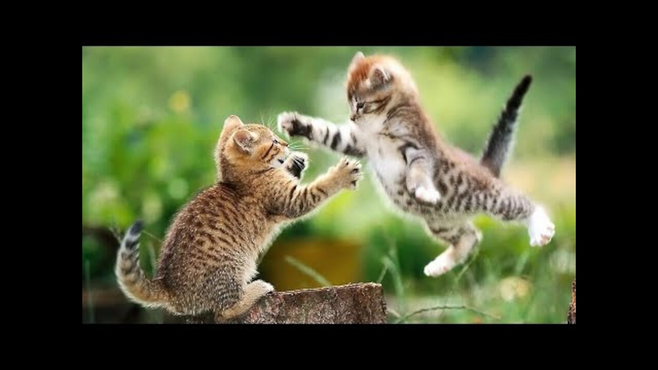 Funny Animal Videos| WARNING May Cause Laughing