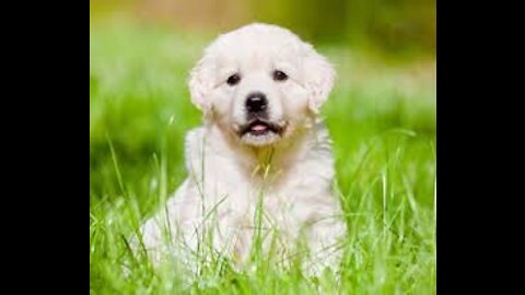 eating the puppy