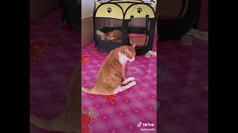 Lovely Cat, funny cats, funny cat videos 1309