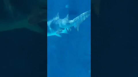 Roanoke aquarium #atlanticbeach