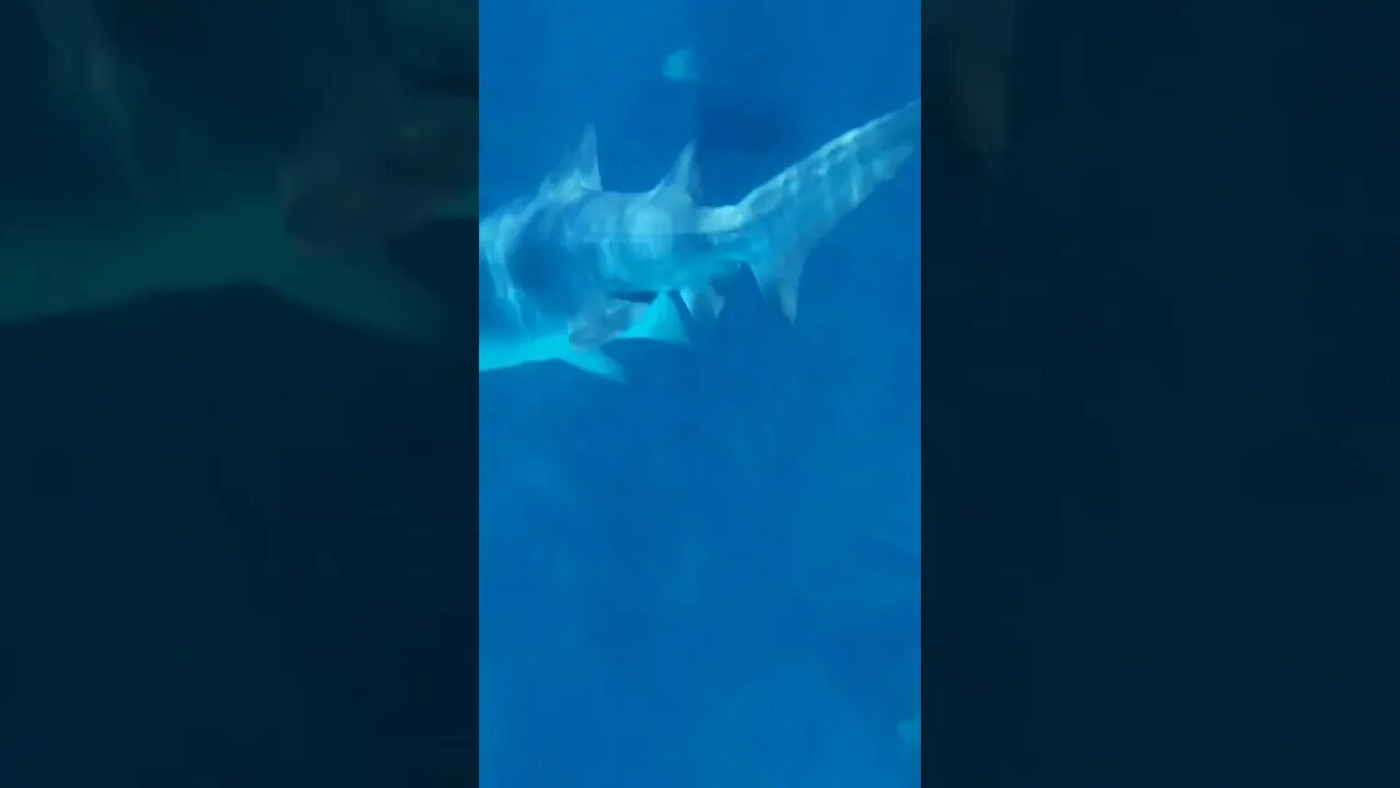 Roanoke aquarium #atlanticbeach