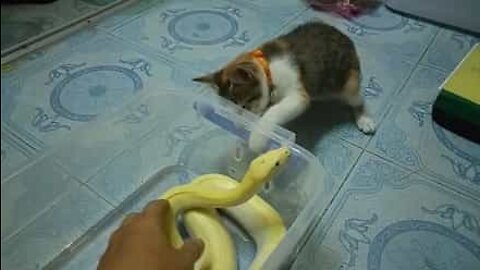 뱀이 신기한 호기심 많은 고양이
