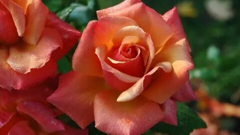 STELLVERTRETEND REUE ERWECKEN FÜR ALLE STERBENDEN