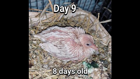 Ringneck Dove baby day 09.