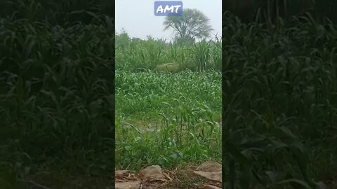 kya boya tha aur kya Kata WhatsApp status