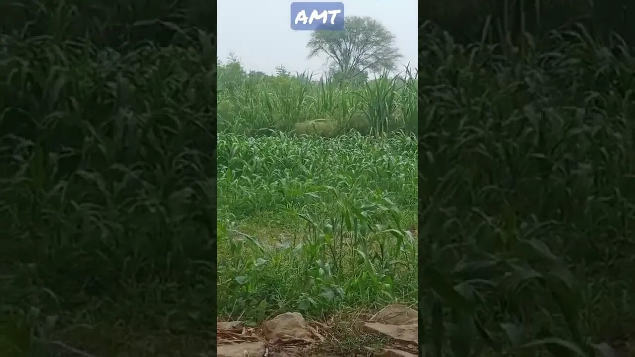 kya boya tha aur kya Kata WhatsApp status