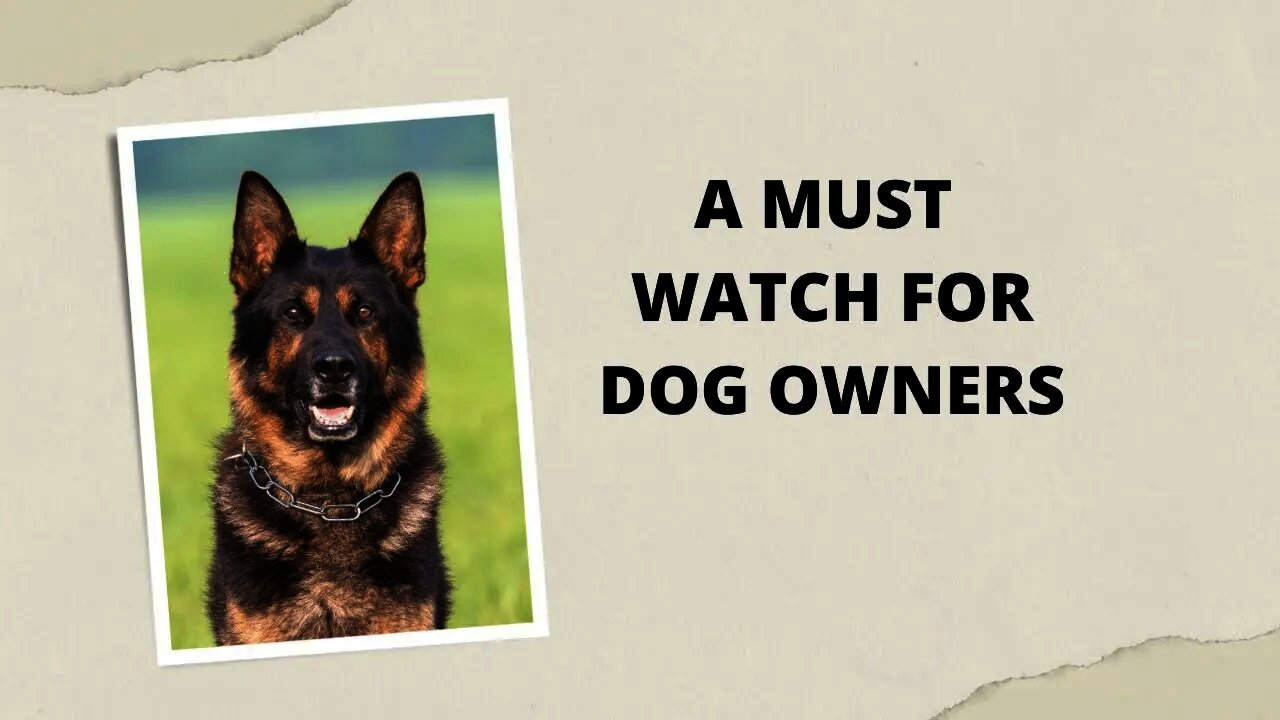 Dog training videos for beginners New dog owner training + Where to start dog training! #DOG