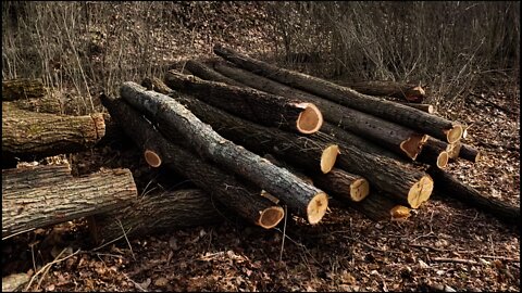 Timber tuff tools, lumber cutting guide