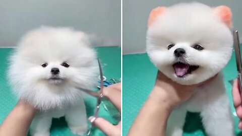 Super Hear Cut Cute Dog .Amazing Filling Let's See.