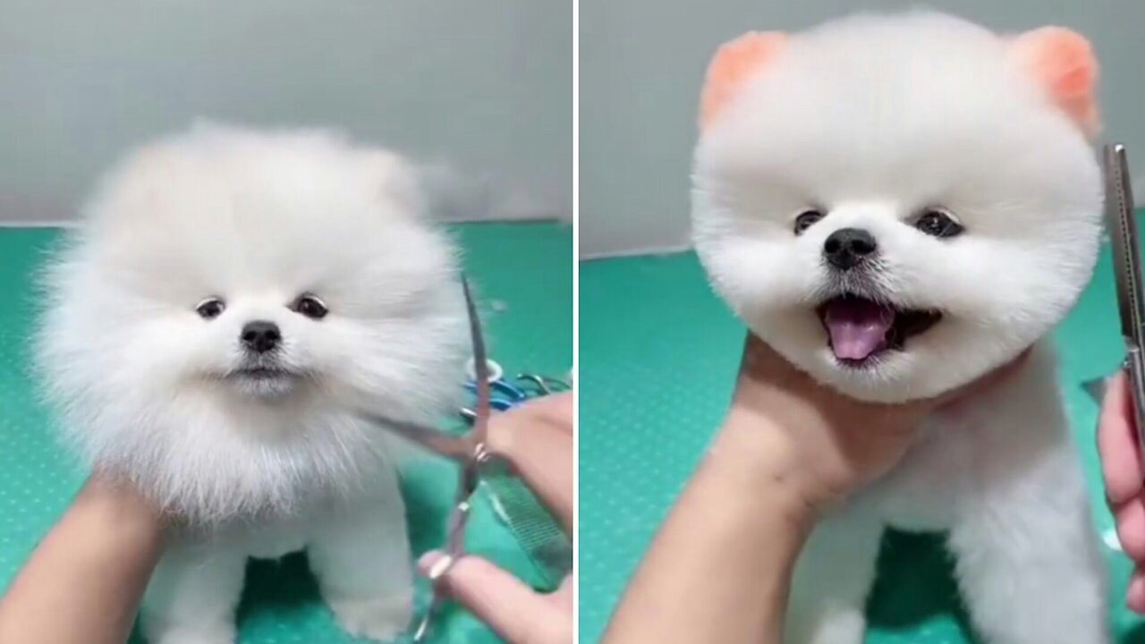 Super Hear Cut Cute Dog .Amazing Filling Let's See.