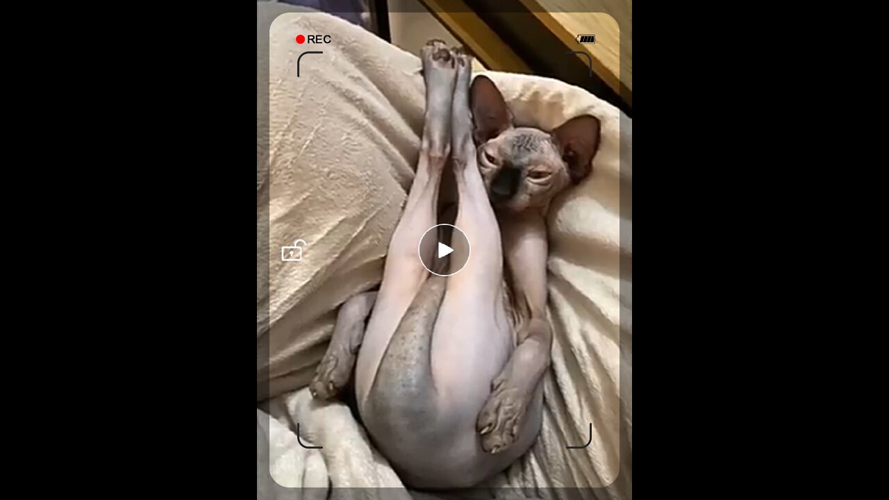 What is sleeping cute animal on the bed