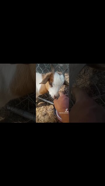 pt 2 mystery goat sickness. he is recovering now. it was a good surprise.