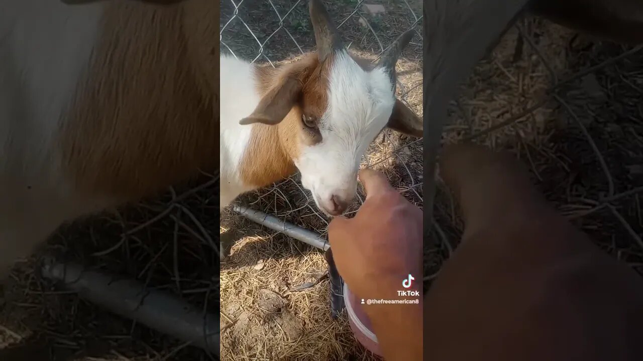 pt 2 mystery goat sickness. he is recovering now. it was a good surprise.