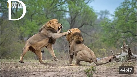 African Lions | National Geographic Documentary