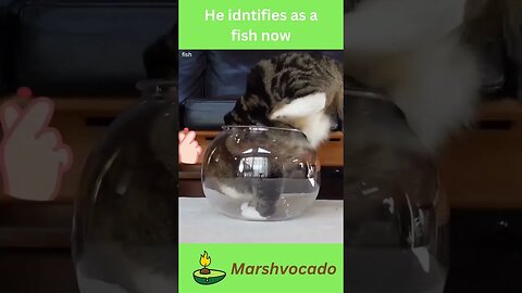 Cat wants to be a fish #shorts #fish #fishing #fyp #foryoupage #pet #catsoftiktok #funnycatvideos