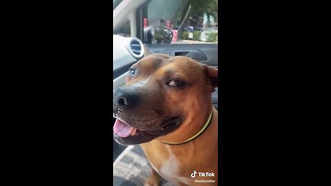 Funny Animal Video #10 March 2023 Funniest Cat and Dog Videos