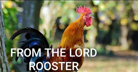GOOD MORNING FROM THE LORD ROOSTER