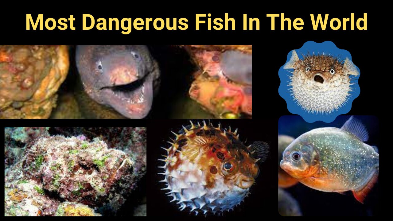 Most Dangerous Fish In The World | Deadliest Ocean Monsters